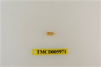 藏品(拉氏清溪蟹)的圖片